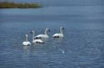 Cisnes parecem enfeitar ainda mais a bela paisagem na estrada para Seward, na Península do Kenai, sul do Alaska